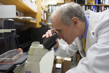Carl June, MD, a professor of Pathology and Laboratory Medicine and director of the Center for Cellular Immunotherapies, looks into a microscope.